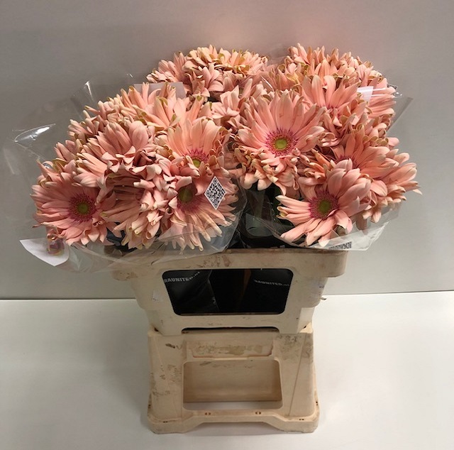 Gerbera pasta rosata.jpg
